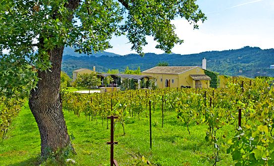 Ambelonas vineyard in Corfu
